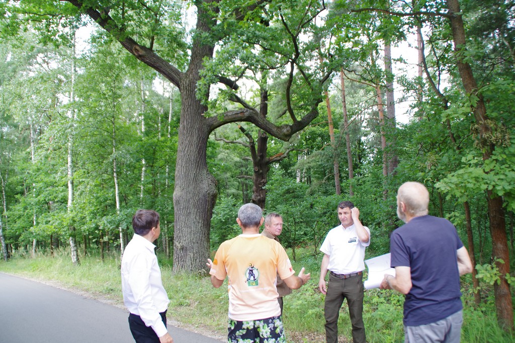 Fotografia przedstawia drzewa na alei dębów w Truszczycy w trakcie odbioru prac związanych z ich pielęgnacją. Na fotografii Komisja odbiorowa